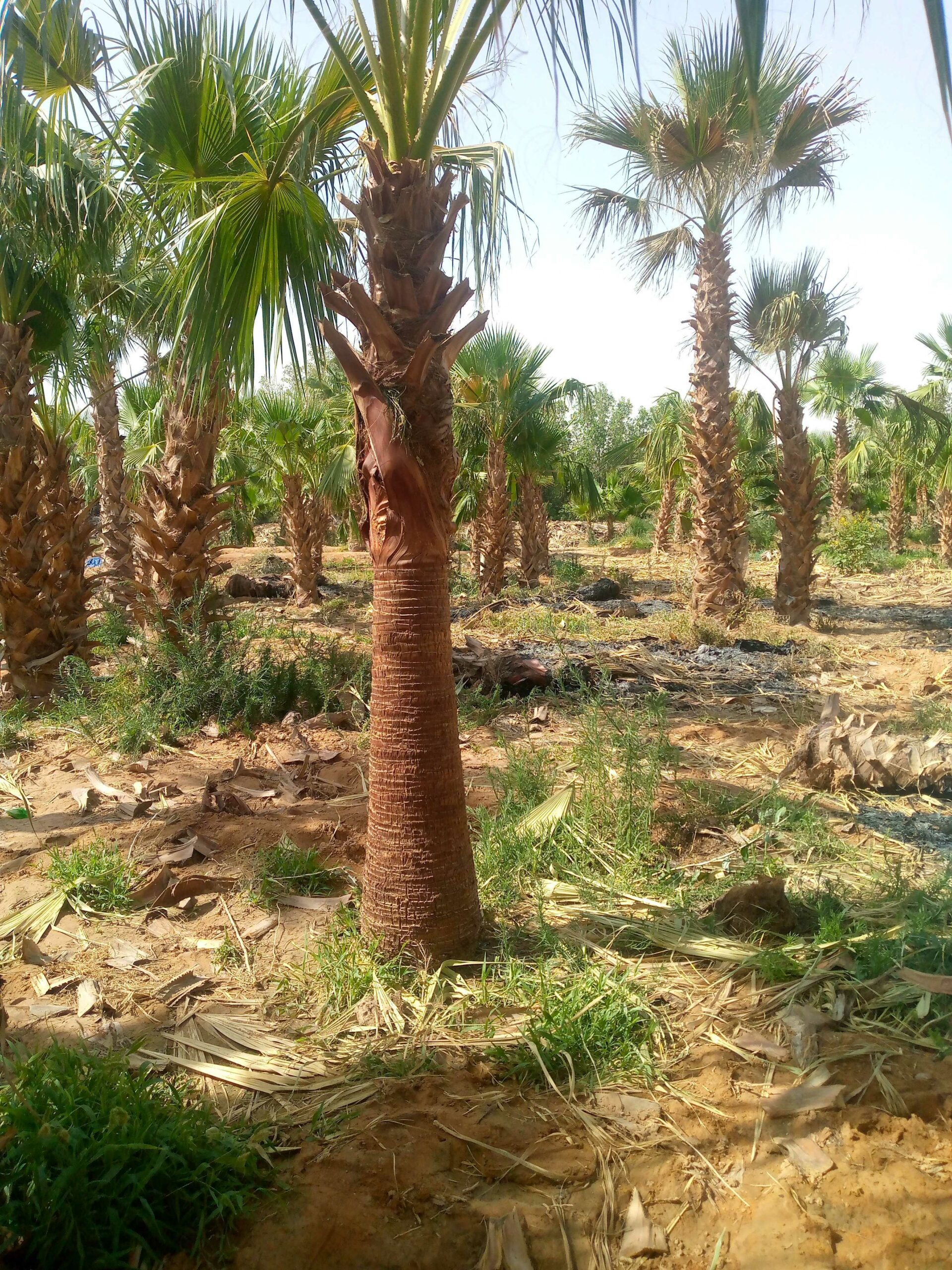 نخل الوشنطن 0509374891