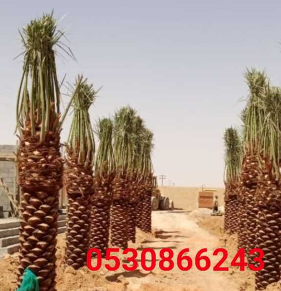 مقاول شبوك ونخيل وتراث في أنحاء المملكة العربية السعودية 0530866243