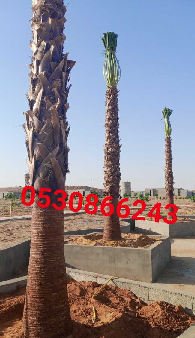 مقاول شبوك ونخيل وتراث