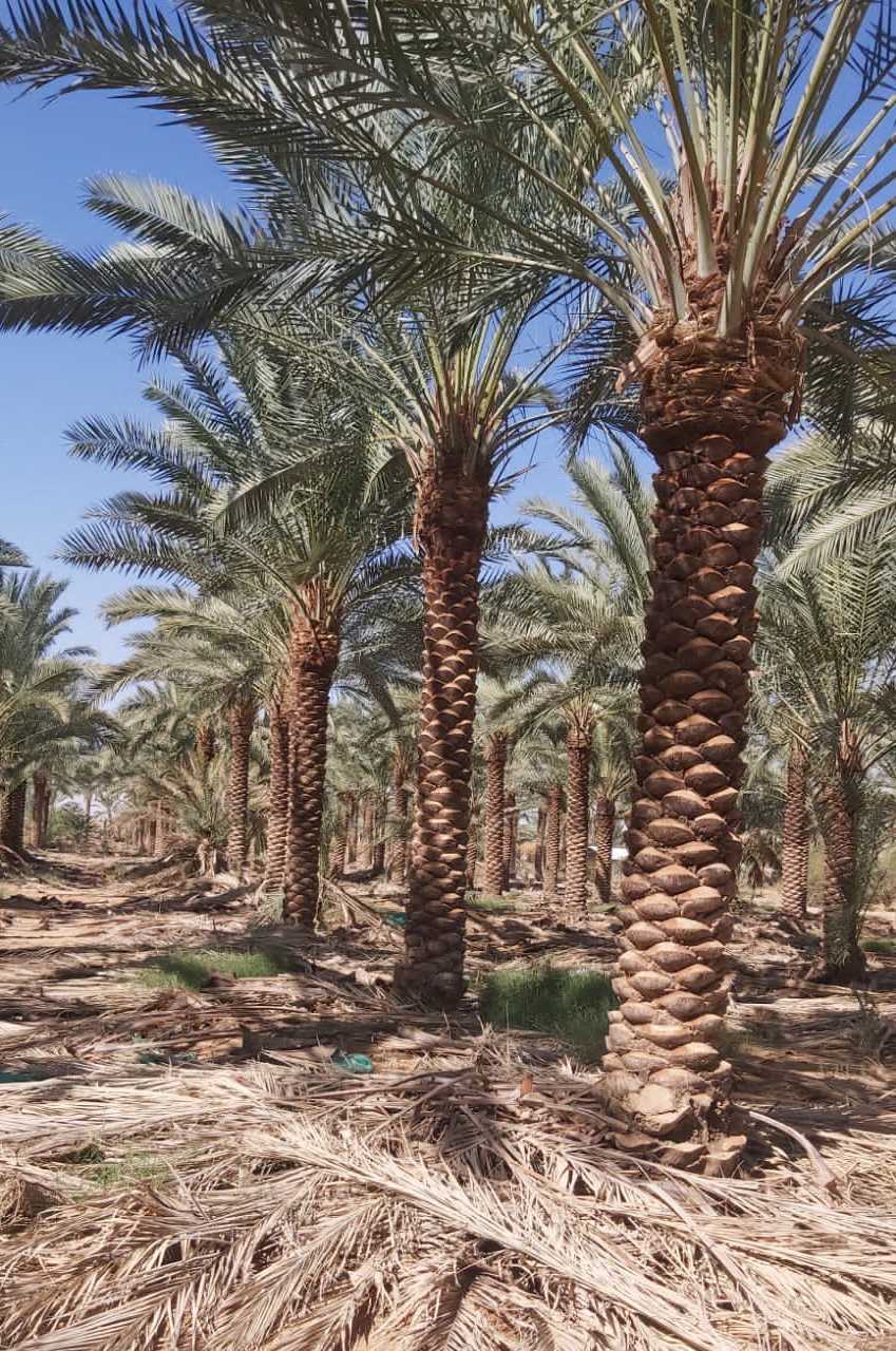 مقاول شبوك ونخيل وتراث 0530866243