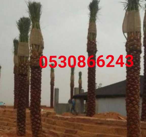 مقاول شبوك ونخيل وتراث 0530866243