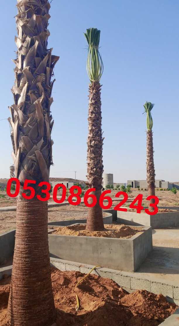 مقاول شبوك ونخيل وتراث 0530866243