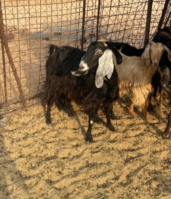 عقله الصقور