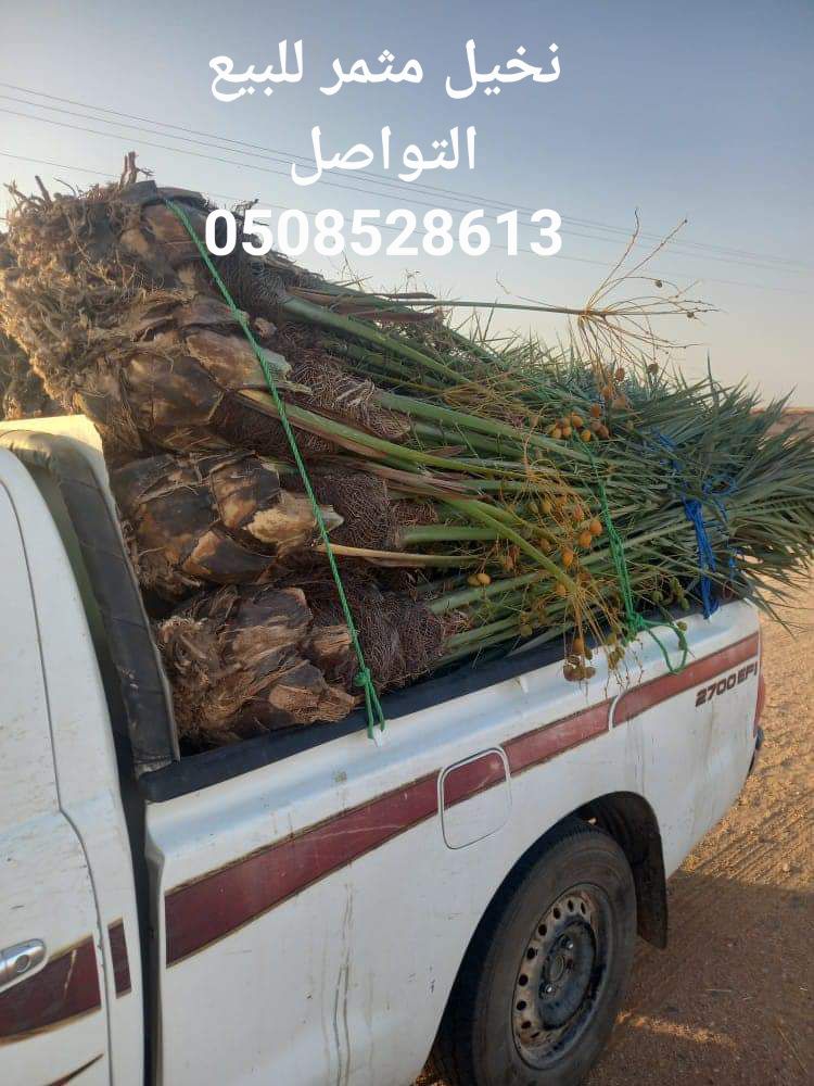 نخيل مثمر للبيع