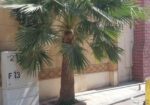 ابوجهاد لتوريد النخيل وزراعته