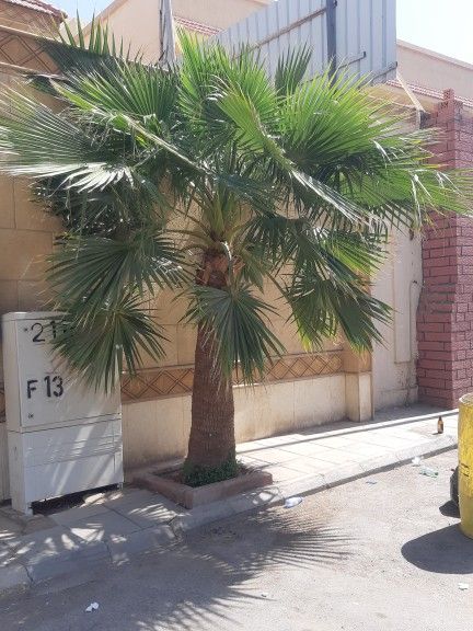 ابوجهاد لتوريد النخيل وزراعته