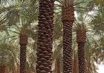 مقاول شبوك ونخيل وتراث 0530866243