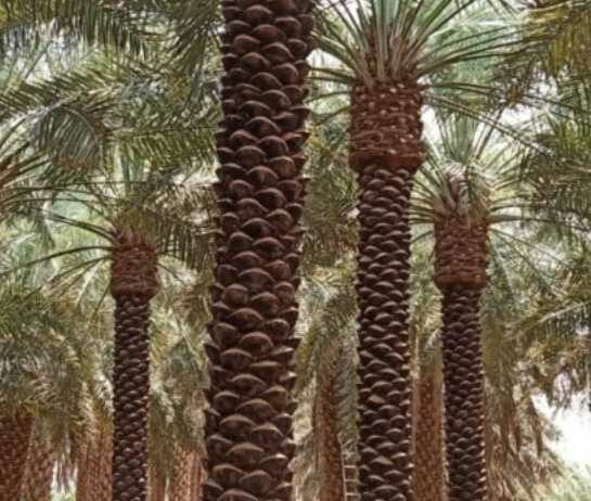 مقاول شبوك ونخيل وتراث 0530866243