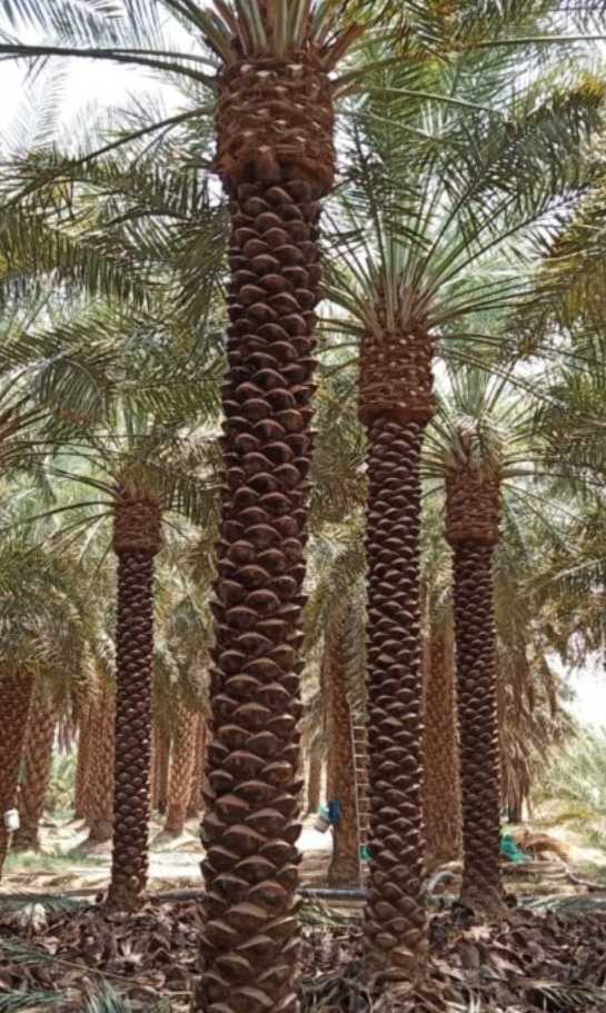 مقاول شبوك ونخيل وتراث 0530866243