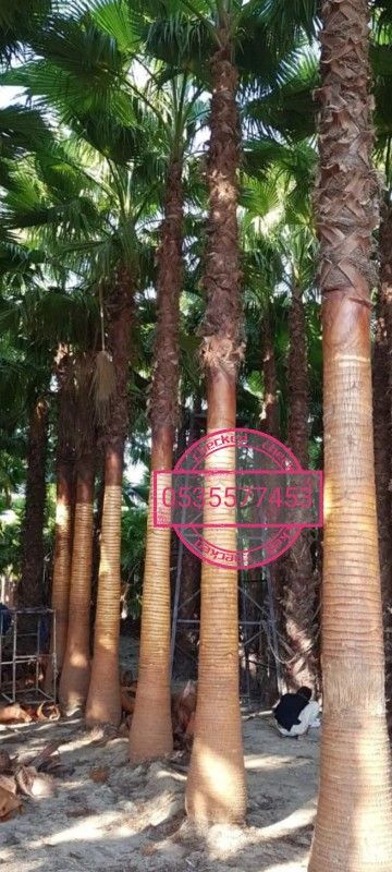 نخل زينه روبستاء ابو مروحه الرياض