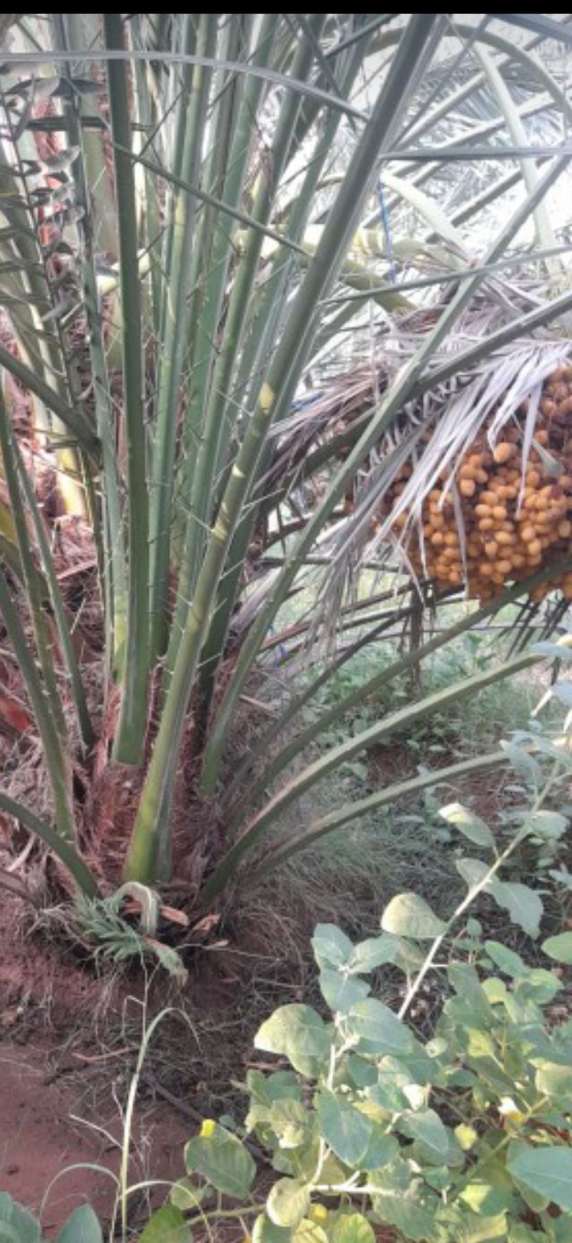 نخيل مثمر للبيع