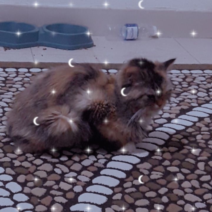 الدمام حي الجلوية