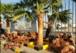 ابوجهاد لتوريد النخيل وزراعته
