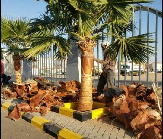 ابوجهاد لتوريد النخيل وزراعته