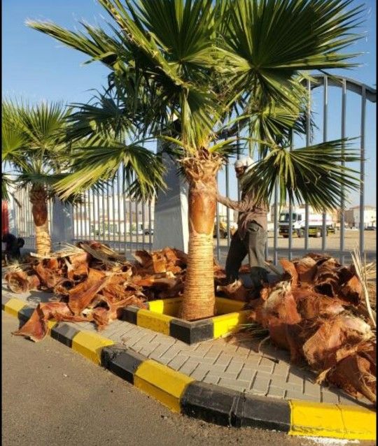 ابوجهاد لتوريد النخيل وزراعته