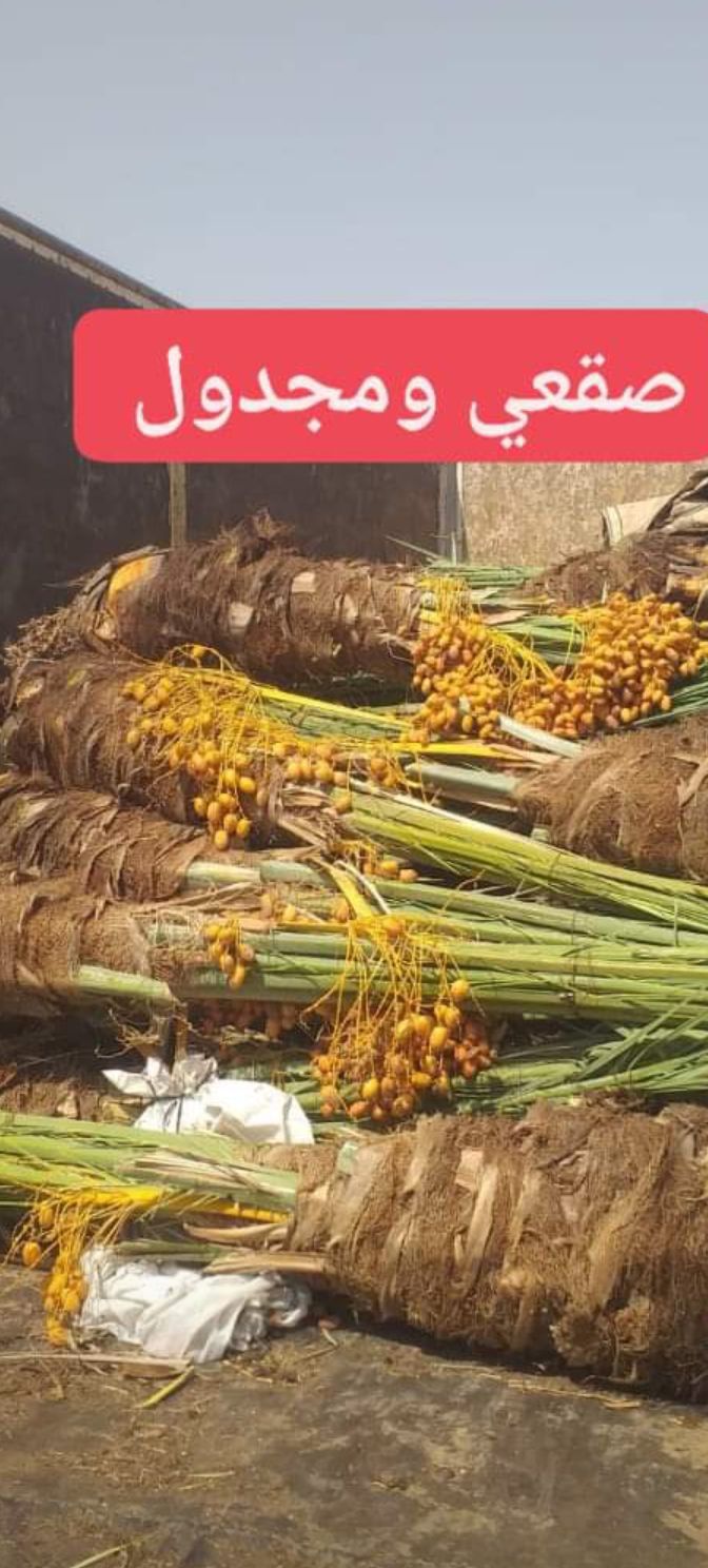 نخيل مثمر للبيع