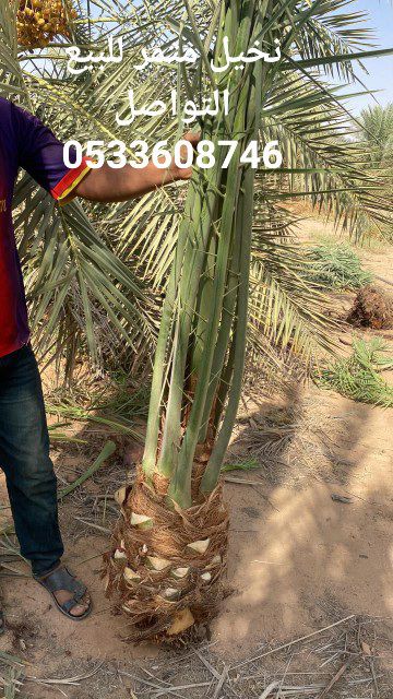نخيل مثمر للبيع