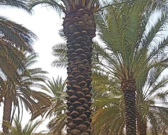 مقاول شبوك ونخيل وتراث 0530866243