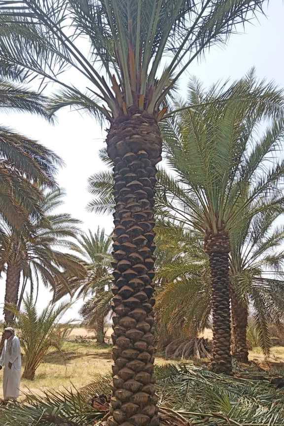 مقاول شبوك ونخيل وتراث 0530866243