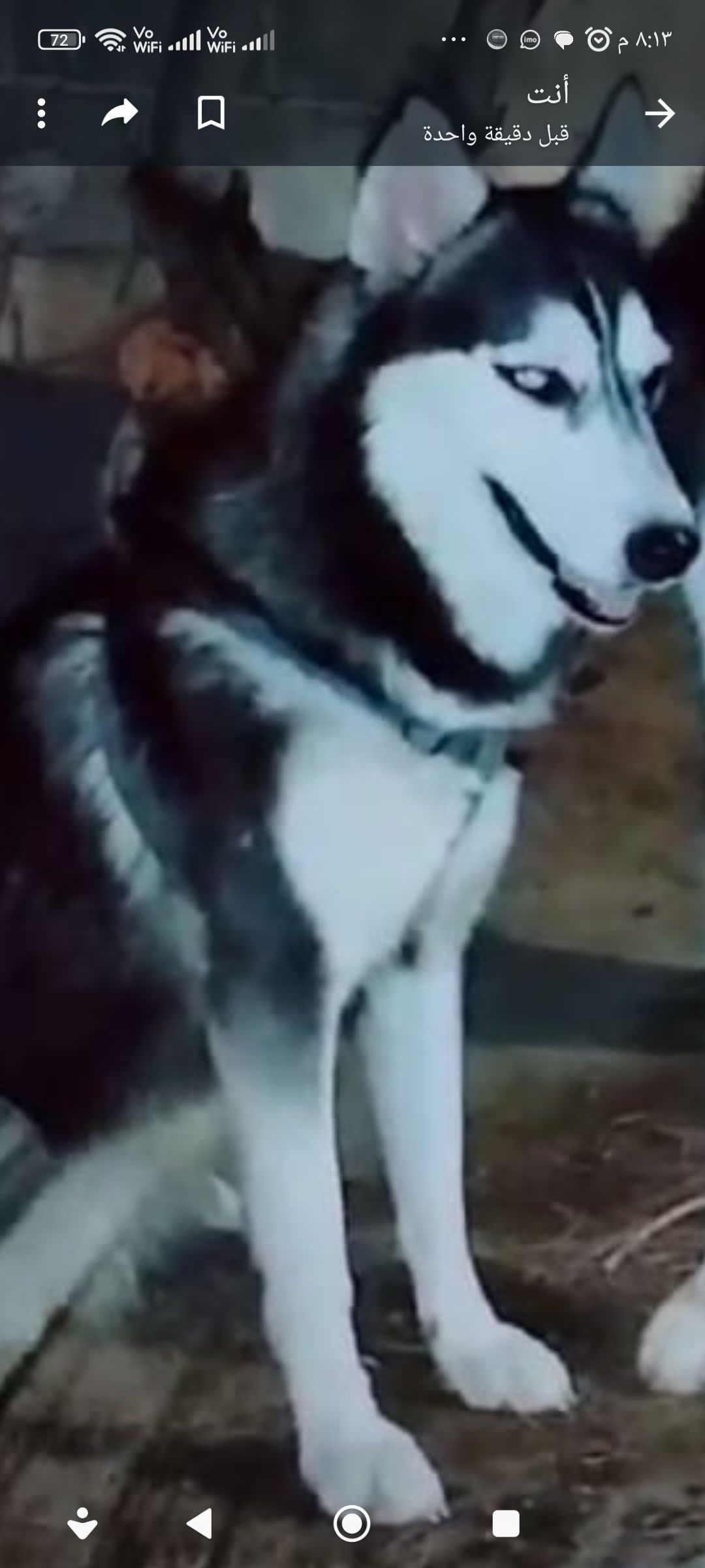 كلب هاسكي للبيع