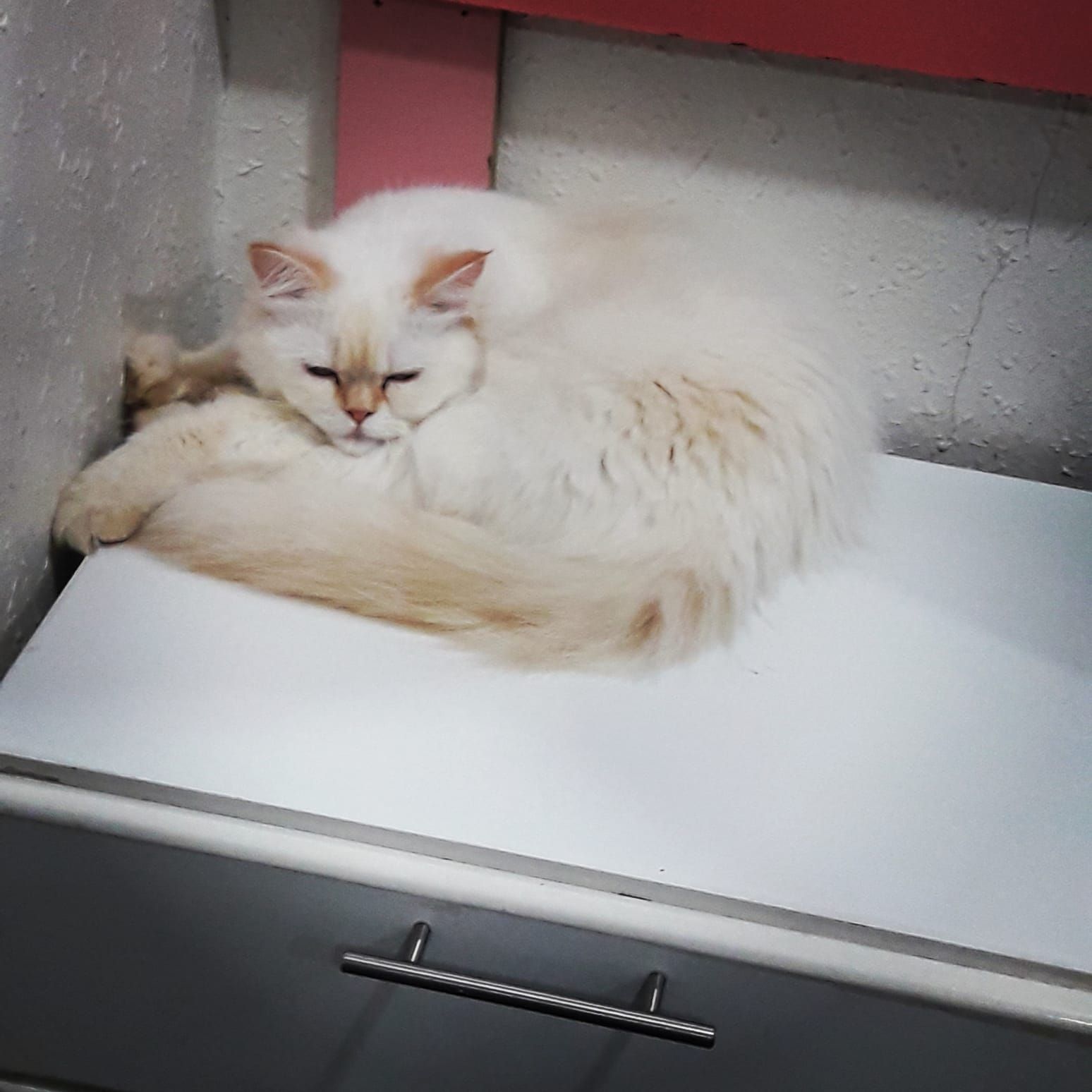 الدمام حي الجلوية