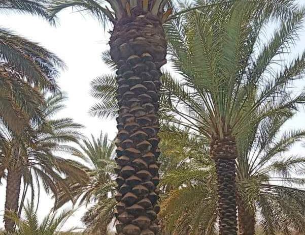 مقاول شبوك مزارع ونخيل وبيوت تراثيه 0530866243