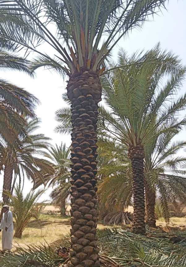 مقاول شبوك مزارع ونخيل وبيوت تراثيه 0530866243