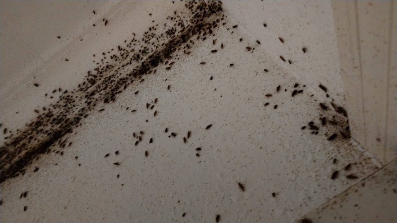 شركة مكافحة حشرات بجدة رش صراصير مكافحة العثه بق الفراش رش مبيدات رش نمل ابيض الفئران البرص الباعوض العقارب الحيات