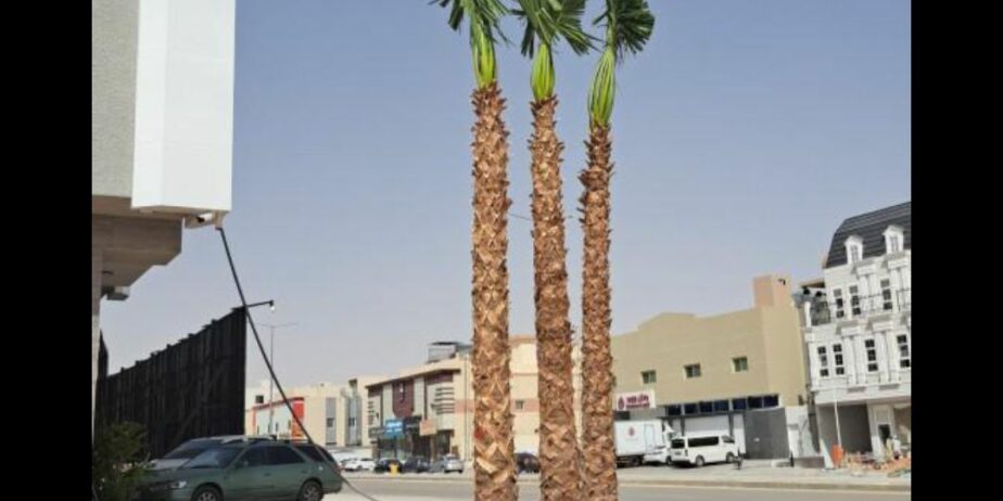 مشتل تنسيق الحدائق وقص وخلع النخيل والاشجار