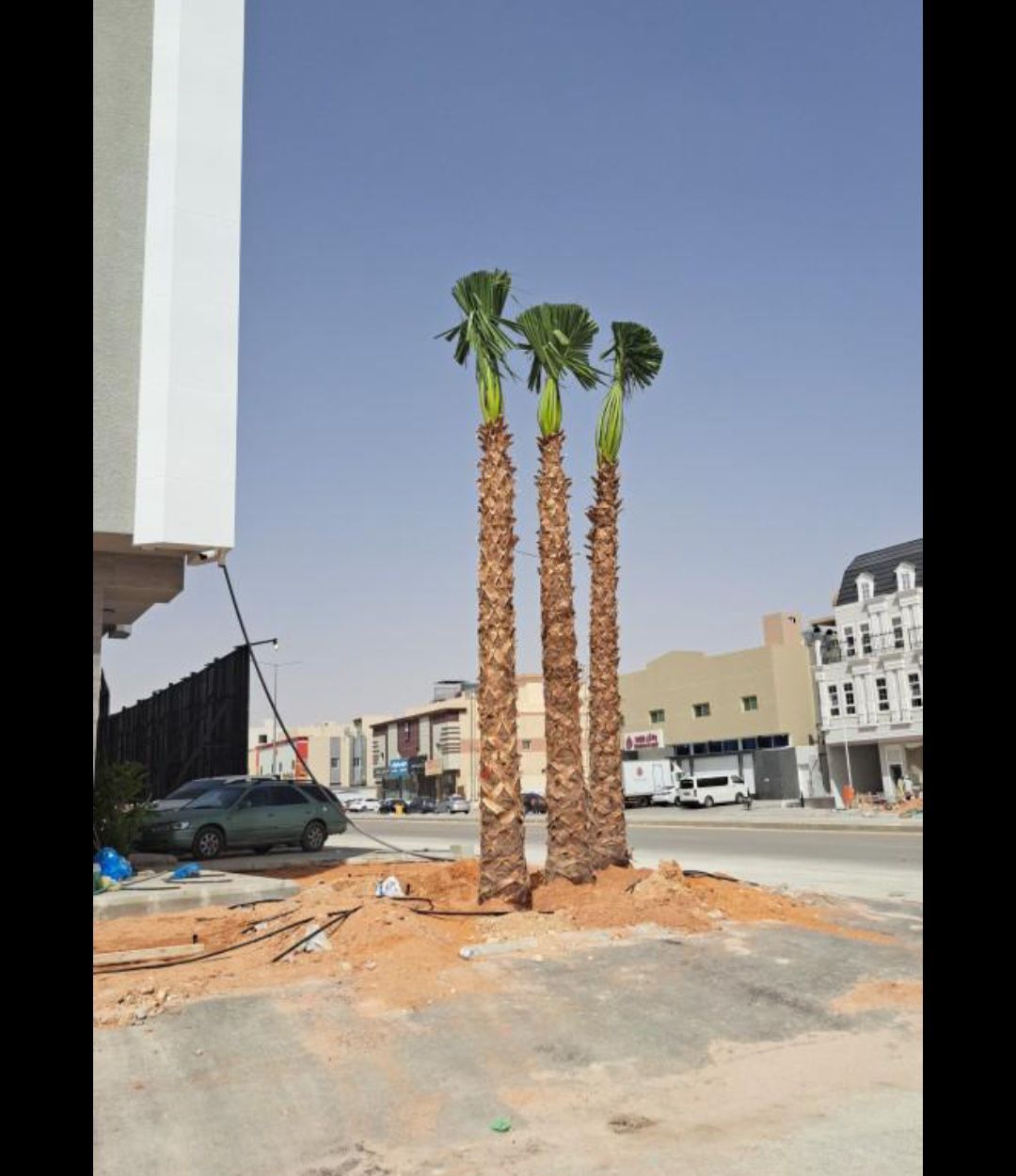 مشتل تنسيق الحدائق وقص وخلع النخيل والاشجار