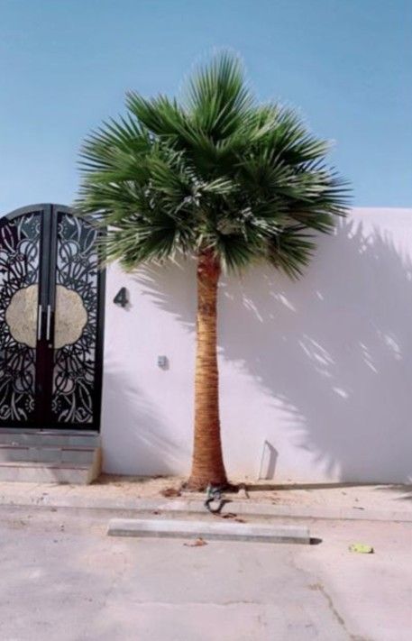 ابوجهاد لتوريد النخيل وزراعته