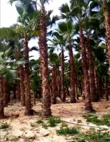 مقاول شبوك