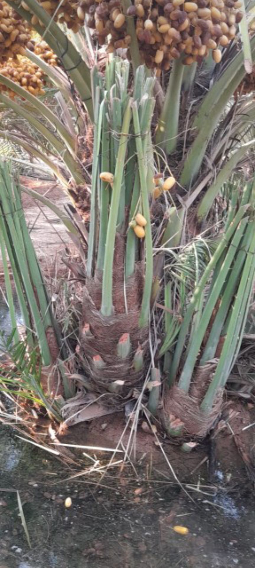 نخيل مثمر للبيع