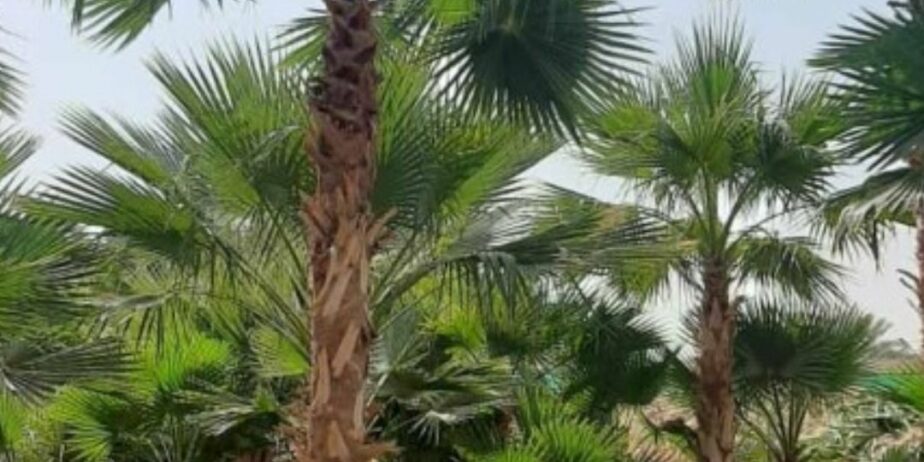 ابوجهاد لتوريد النخيل وزراعته
