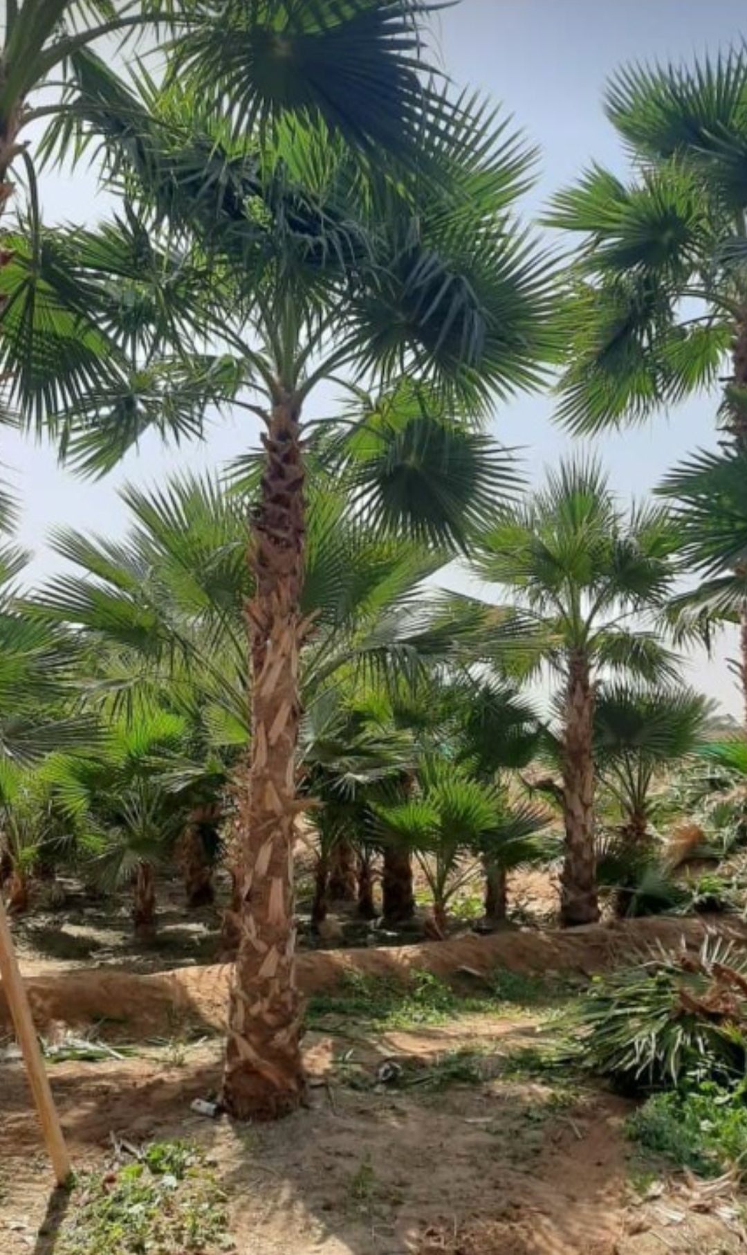 ابوجهاد لتوريد النخيل وزراعته