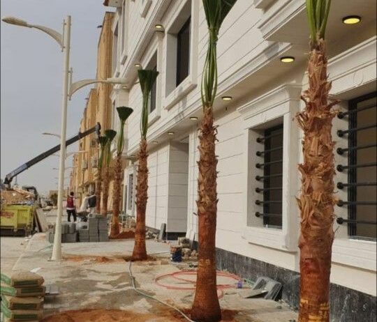 ابوجهاد لتوريد النخيل وزراعته