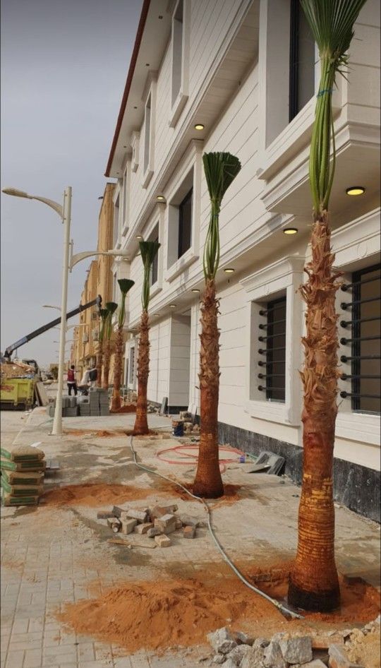 ابوجهاد لتوريد النخيل وزراعته