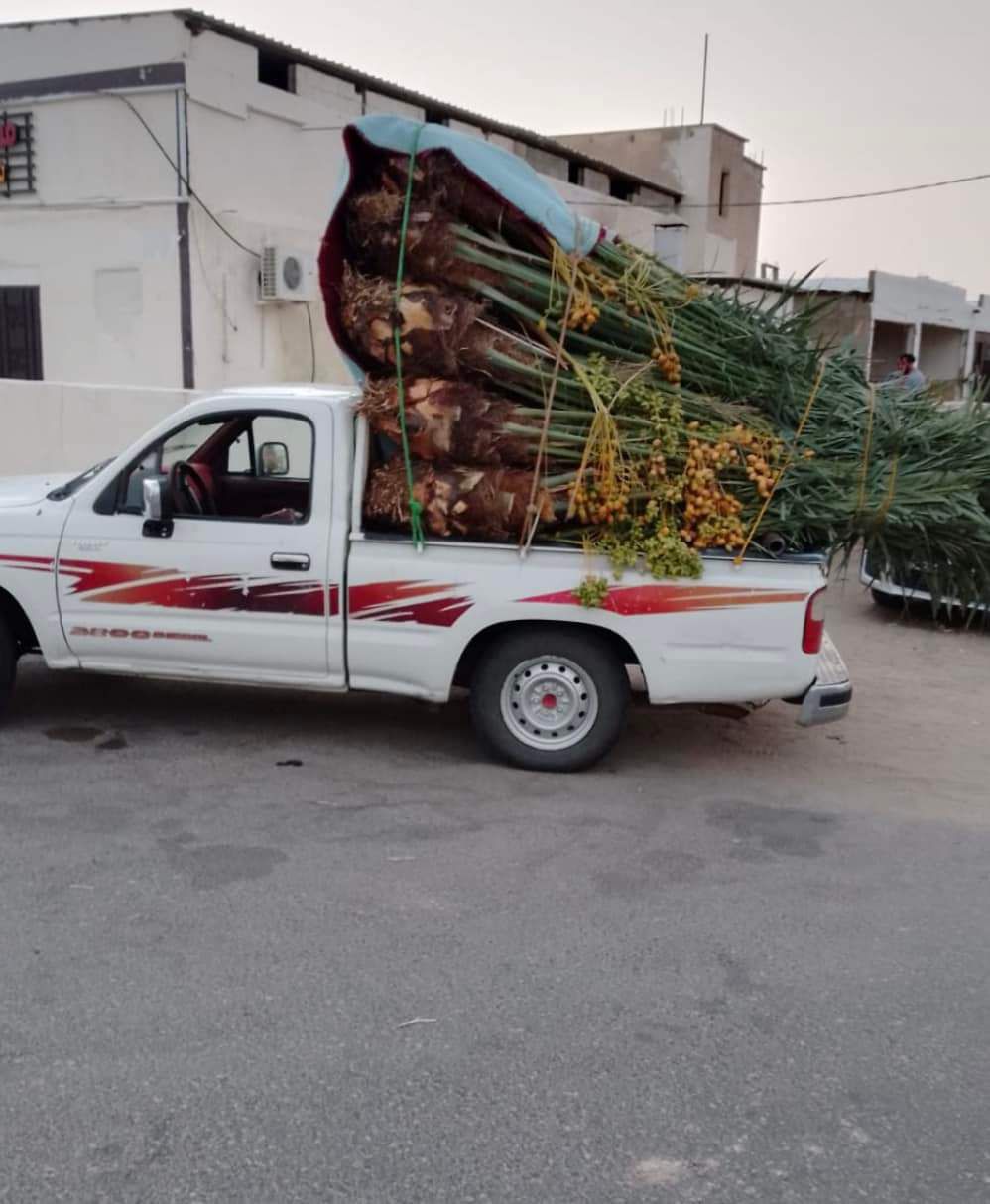 نخيل مثمر للبيع