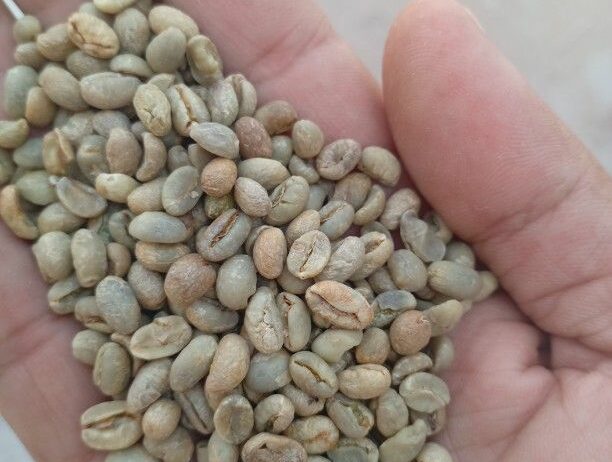 الرياض