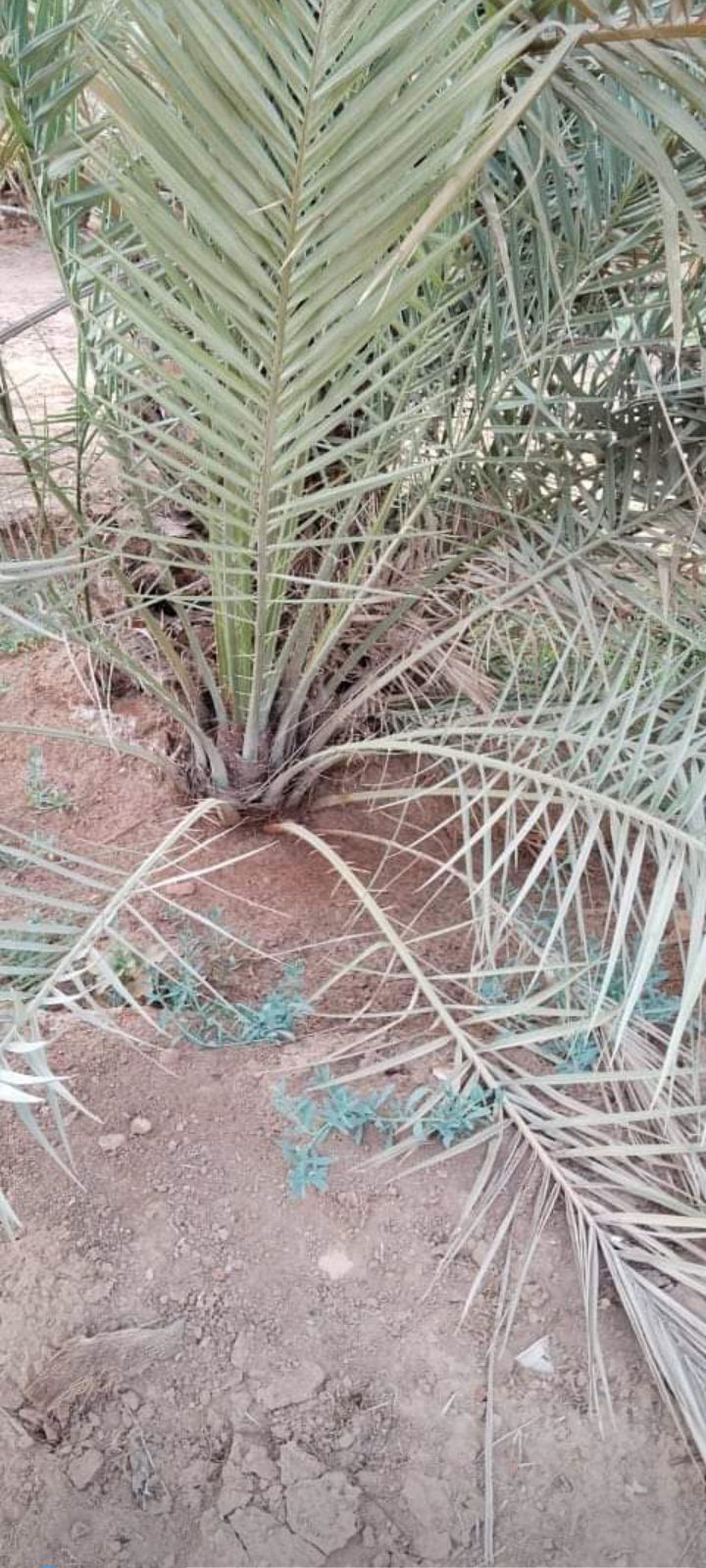 نخيل مثمر للبيع