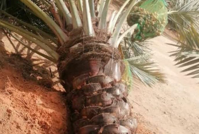 نخيل مثمر للبيع