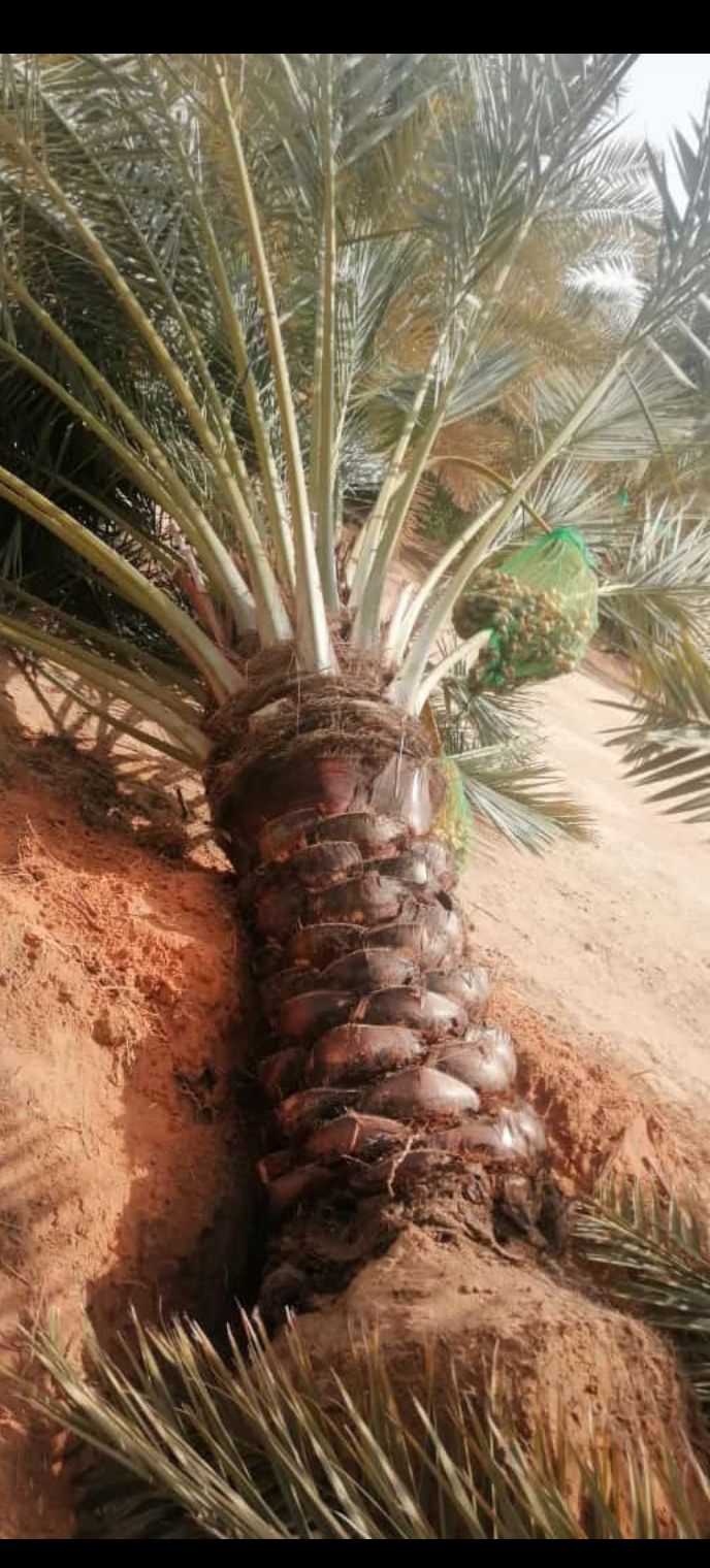 نخيل مثمر للبيع