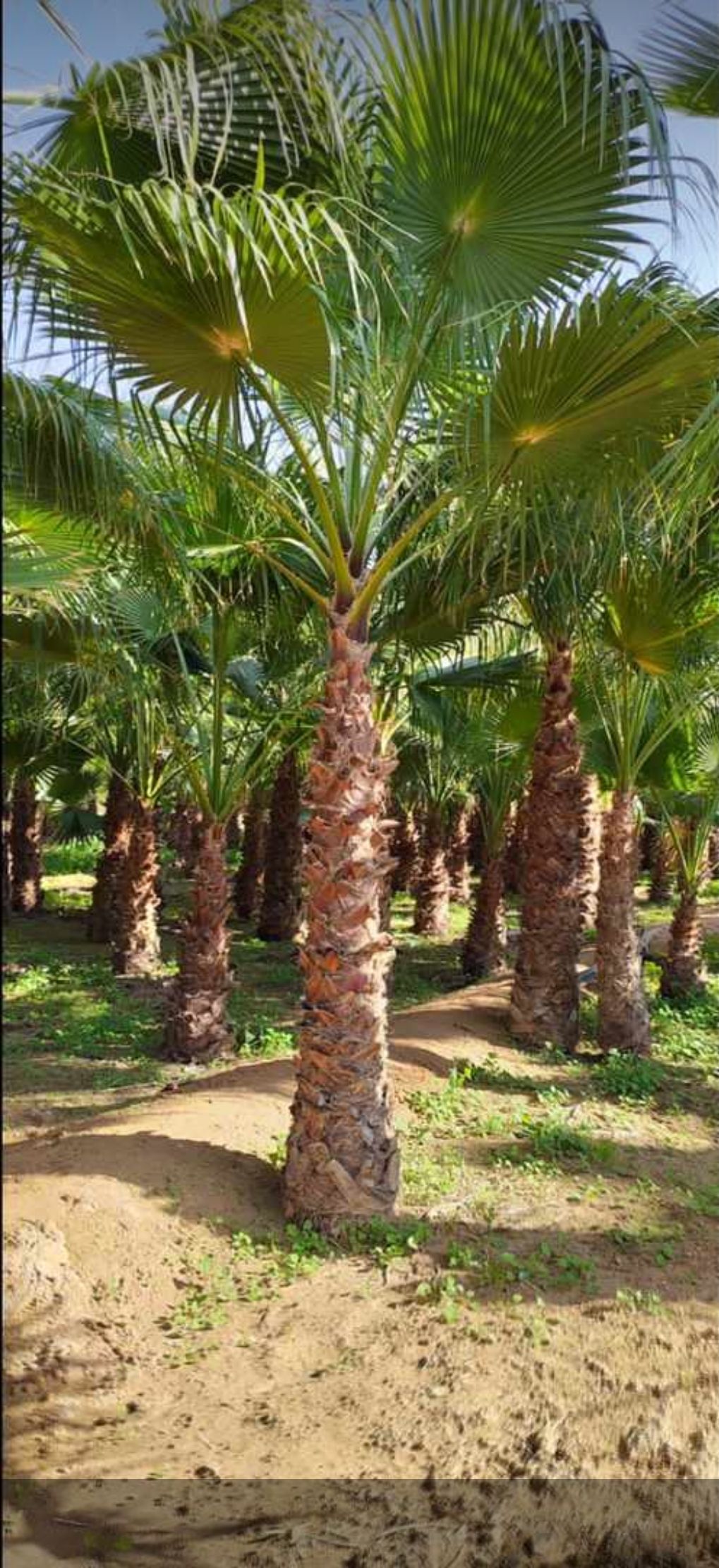 يجدلدينا نخيل عربي وواشنطني نقوم بتوريد انخيل ازينه والمثمر وزراعته اتوصيل الاجميع مناطق المملكه لتواصل0537652601