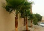 ابوجهاد لتوريد النخيل وزراعته