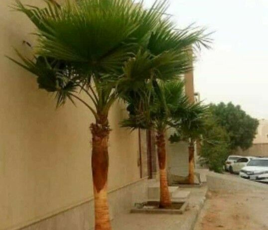 ابوجهاد لتوريد النخيل وزراعته