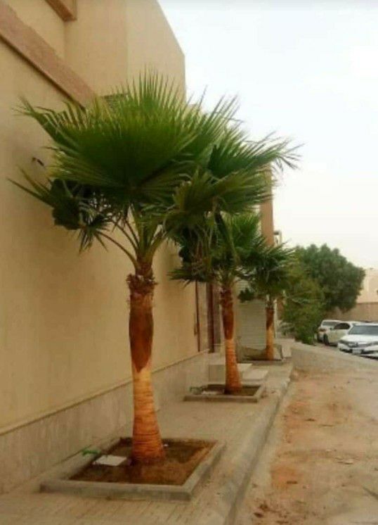 ابوجهاد لتوريد النخيل وزراعته