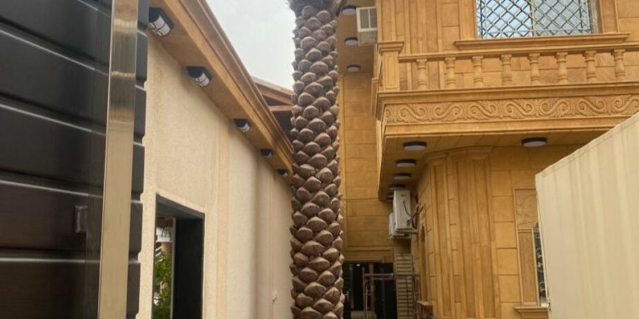 يجدلدينا نخيل عربي وواشنطني نقوم بتوريد انخيل ازينه والمثمر وزراعته اتوصيل الاجميع مناطق المملكه لتواصل0537652601