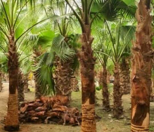ابوجهاد لتوريد النخيل وزراعته