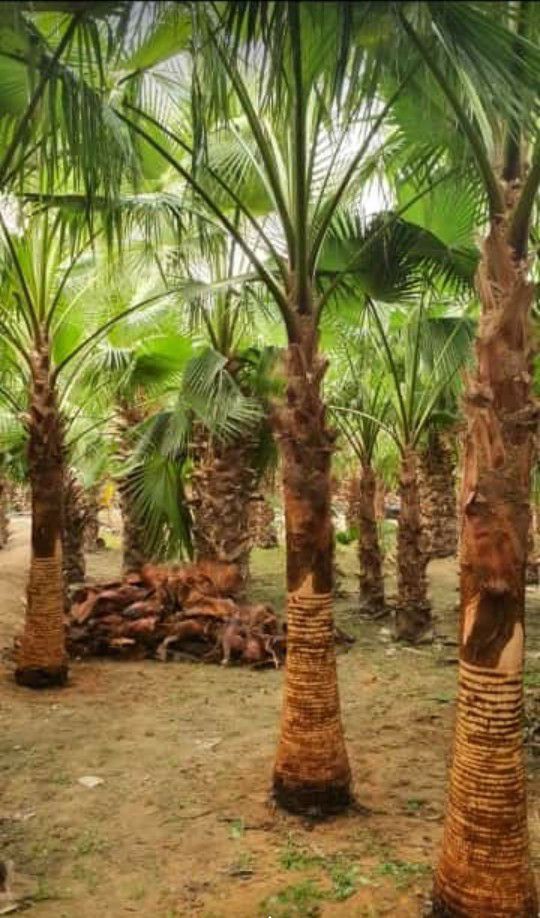 ابوجهاد لتوريد النخيل وزراعته