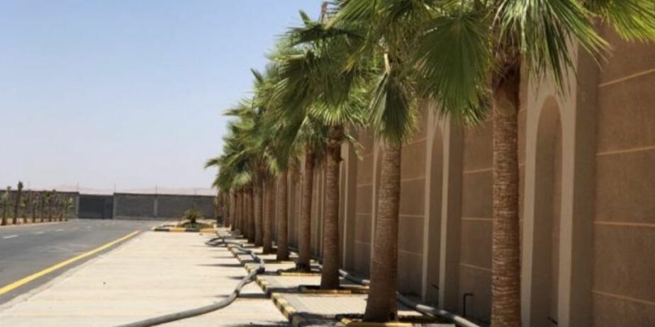 يجدلدينا نخيل عربي وواشنطني نقوم بتوريد انخيل ازينه والمثمر وزراعته اتوصيل الاجميع مناطق المملكه لتواصل0537652601